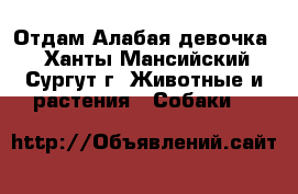 Отдам Алабая девочка  - Ханты-Мансийский, Сургут г. Животные и растения » Собаки   